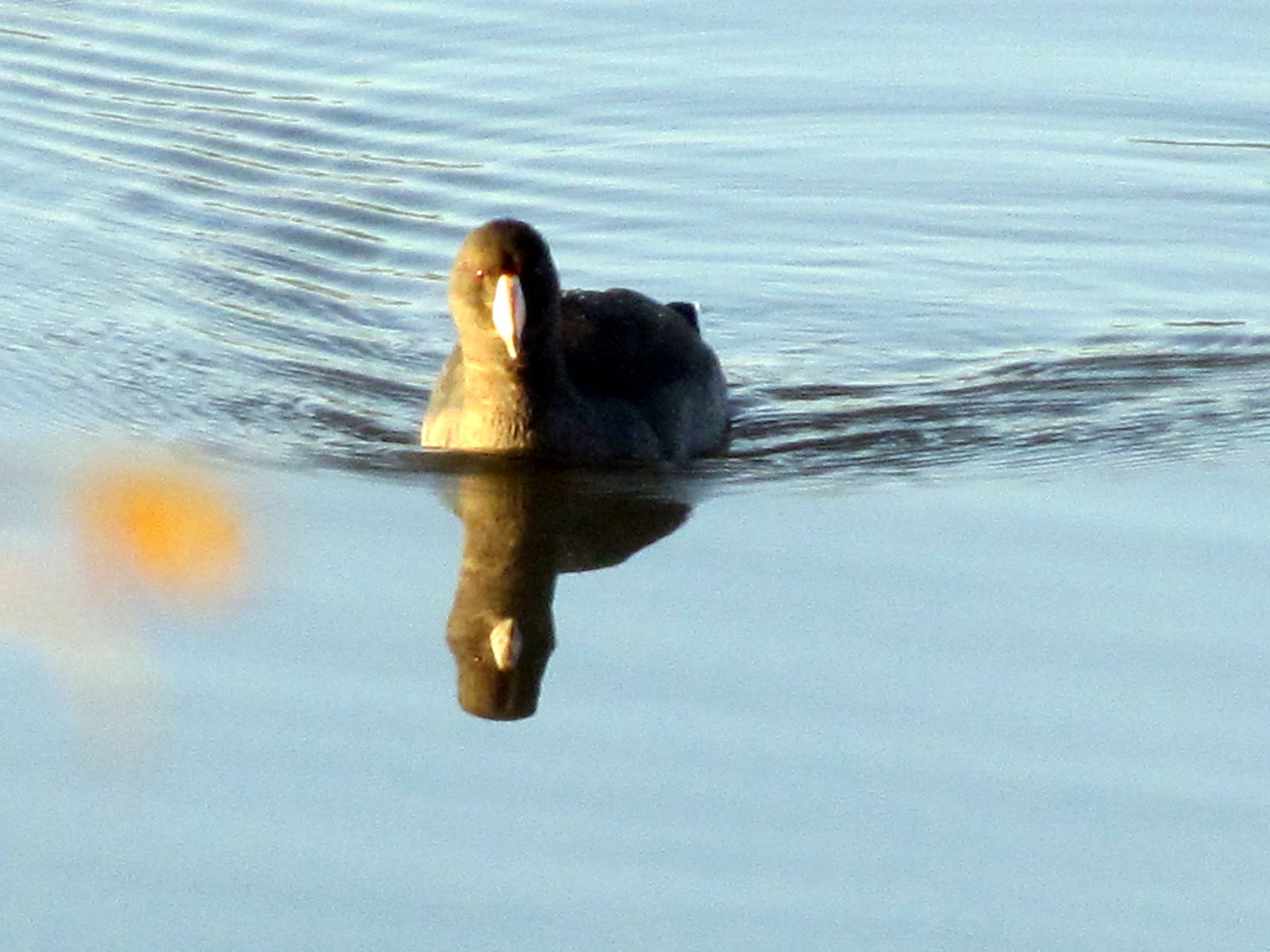 American Coot