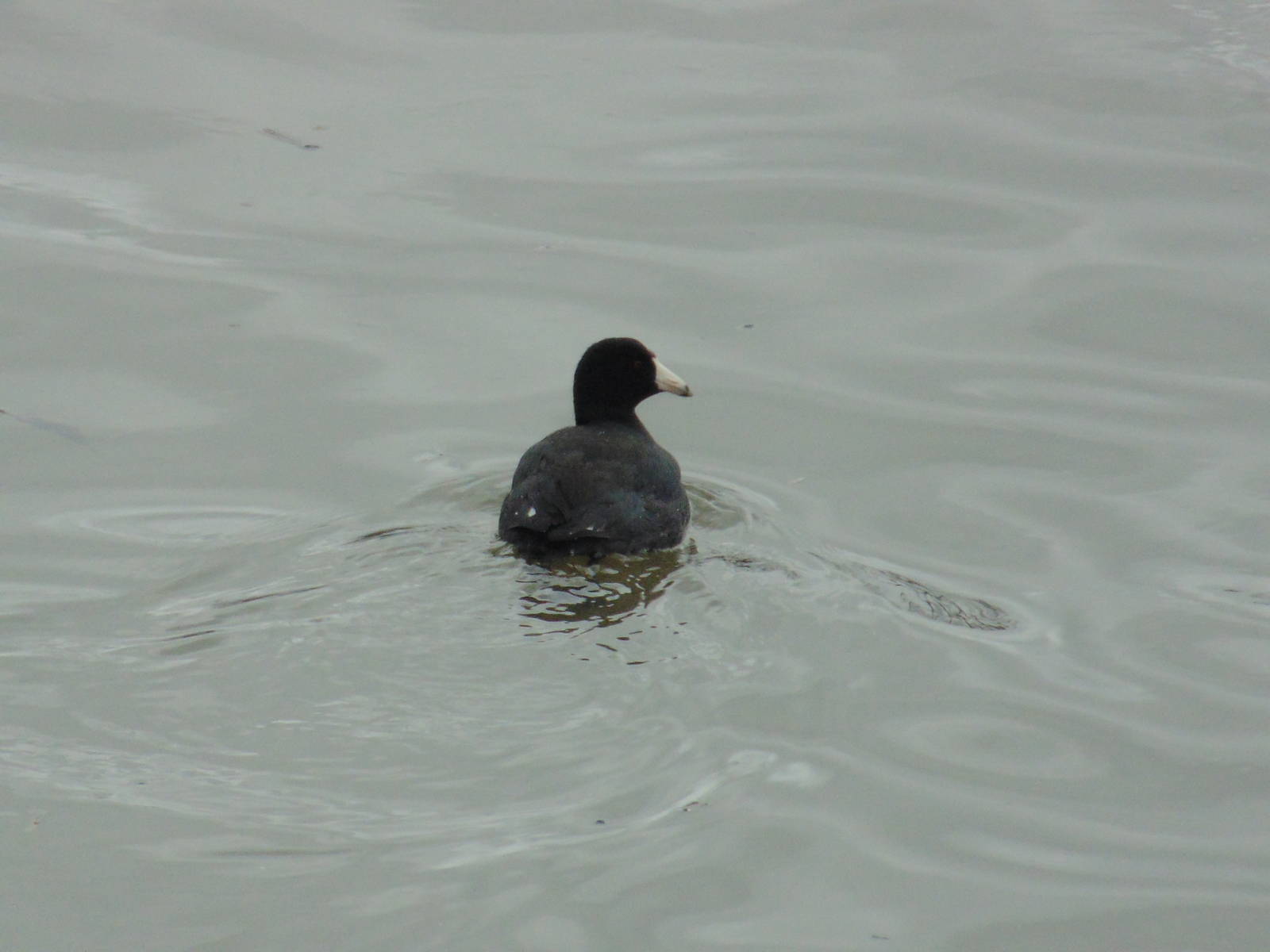 American Coot