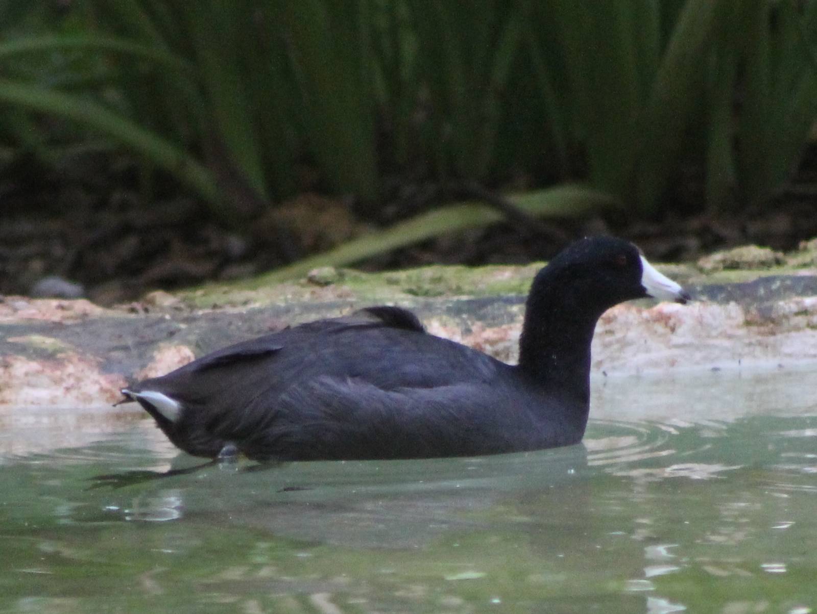 American coot