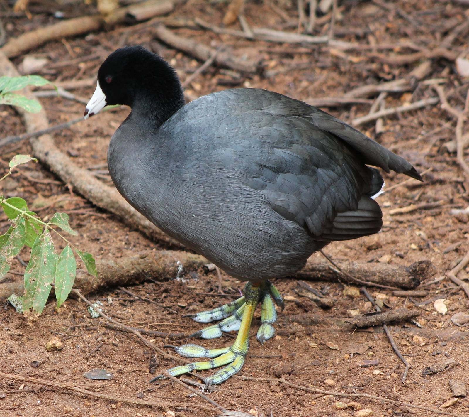 American coot