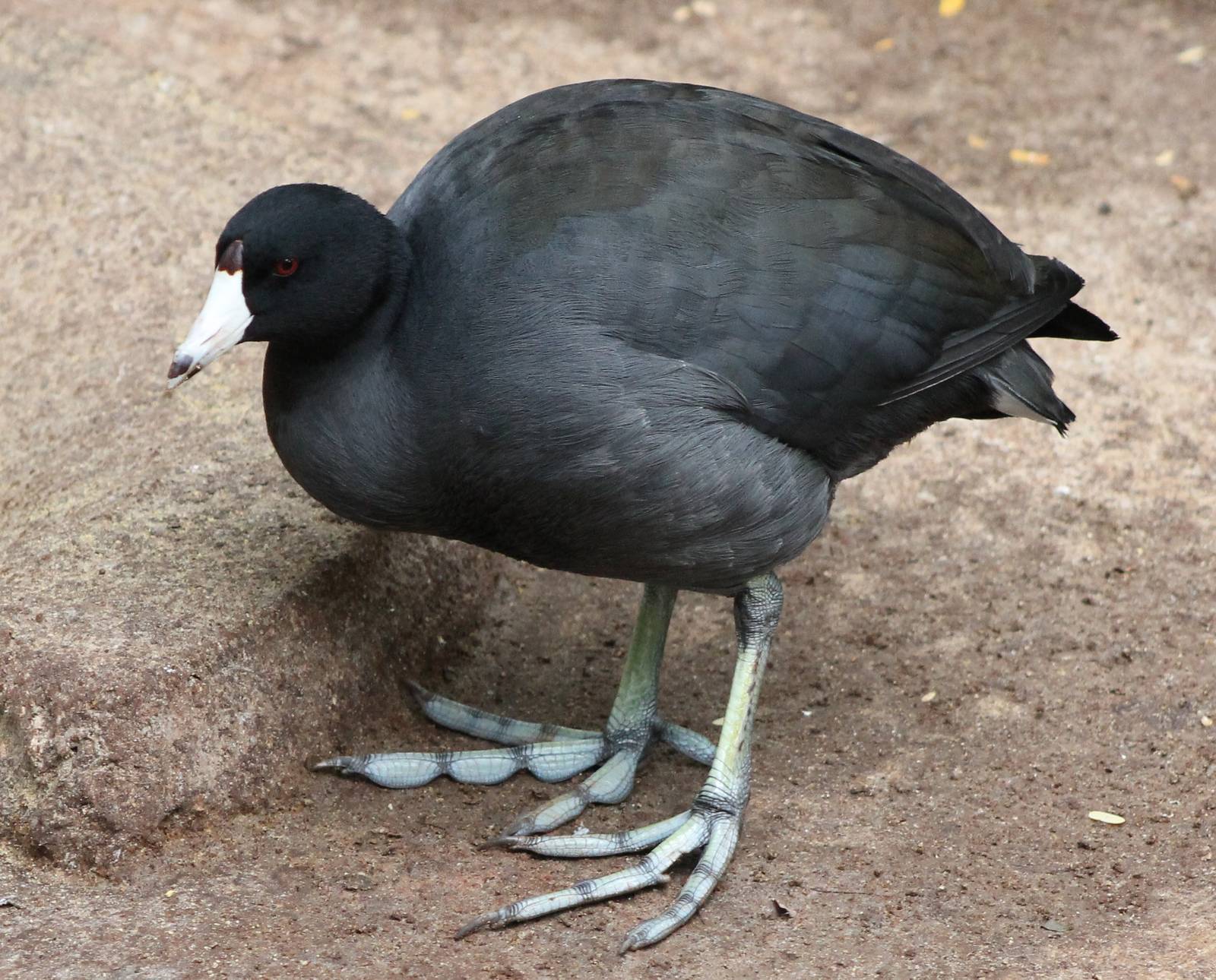 American coot