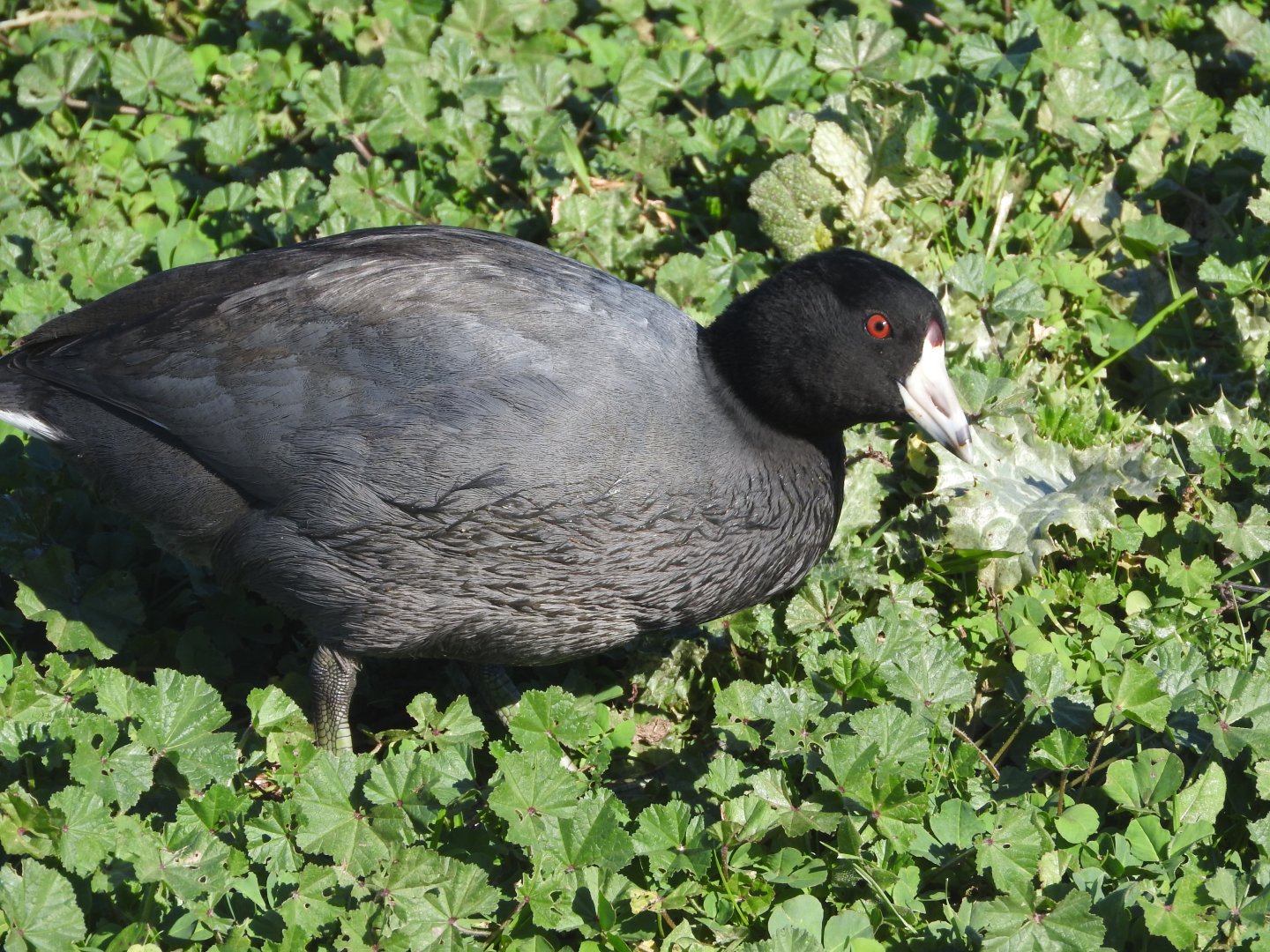 American Coot