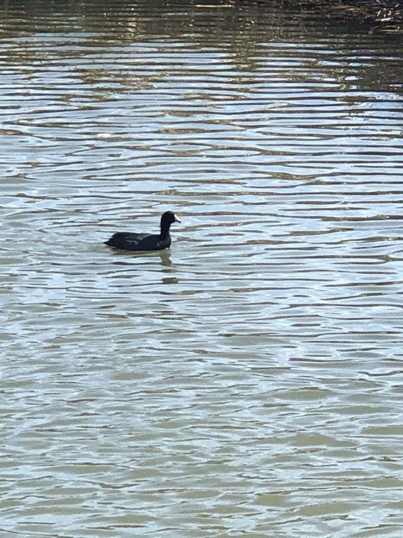 American Coot