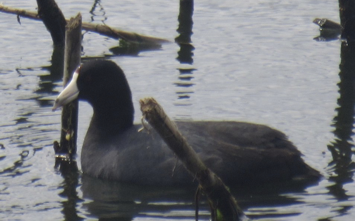 American coot