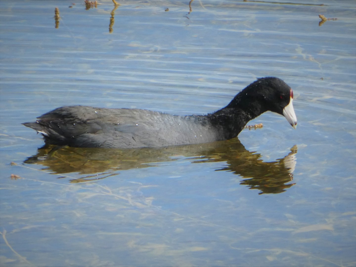 American Coot