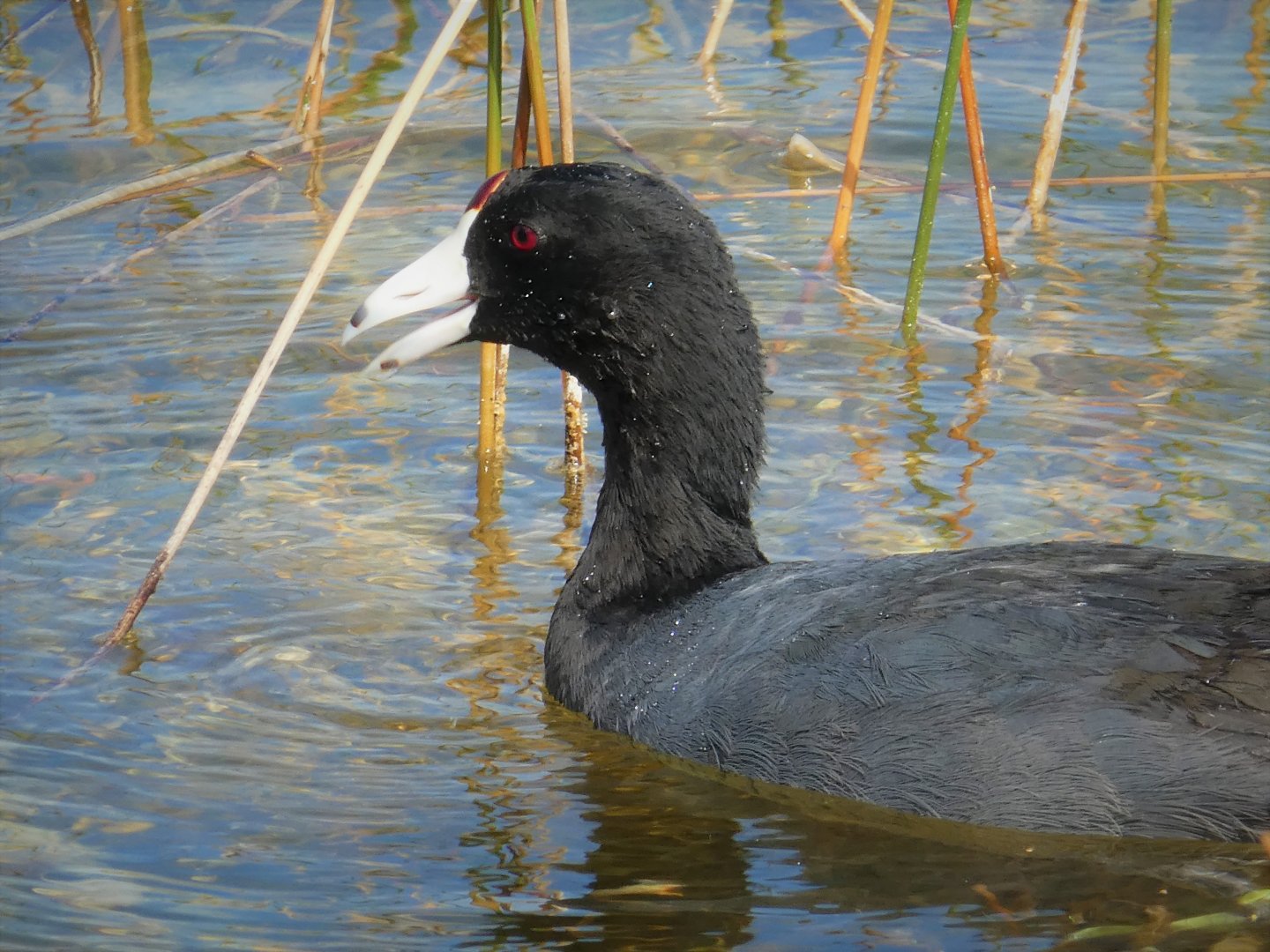 American Coot