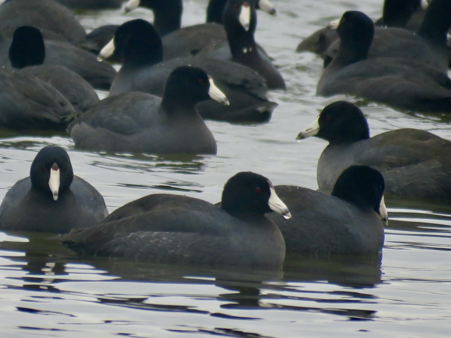 American Coot