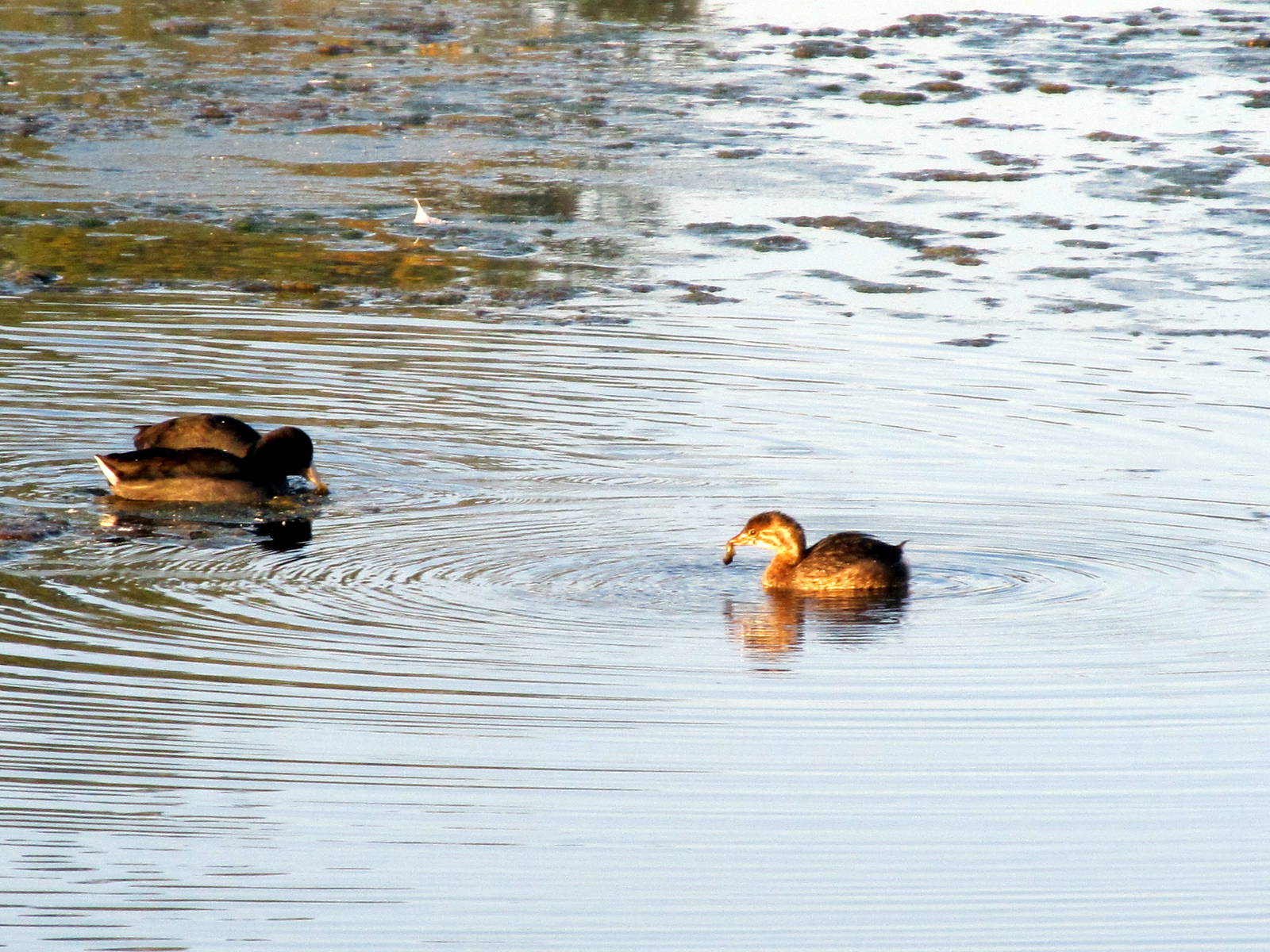 American Coots and Pied-billed Grebe