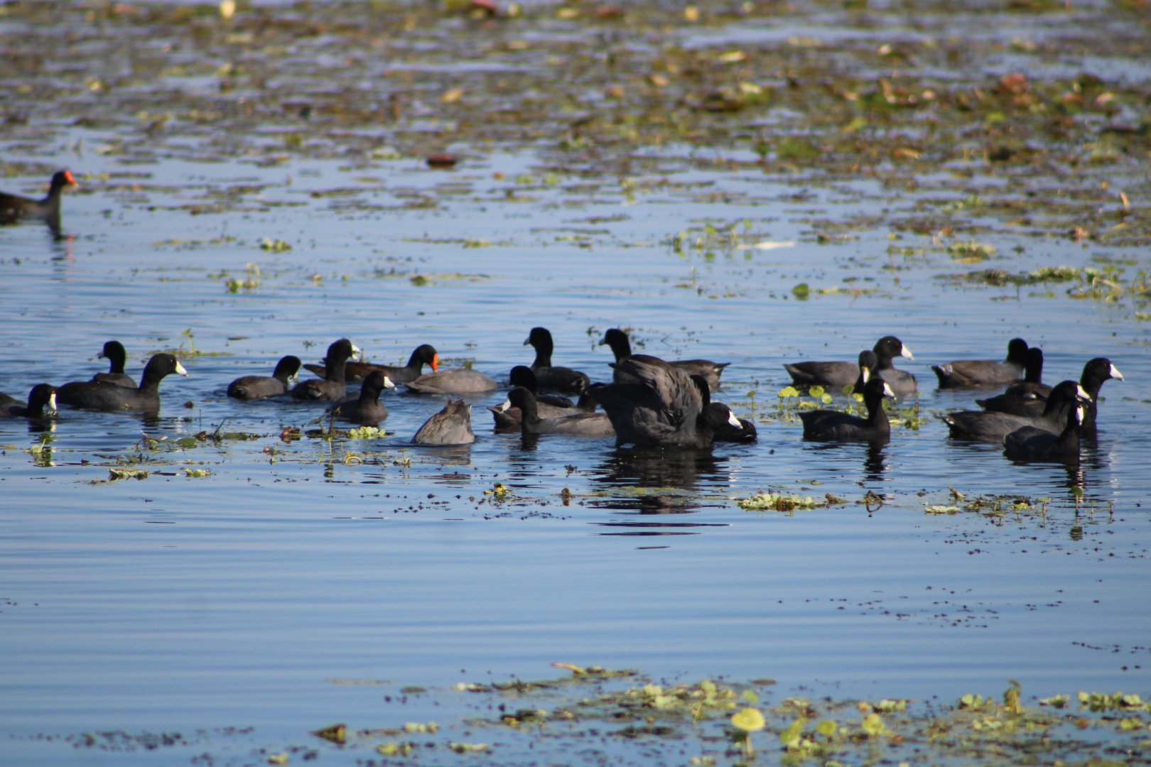 American Coots (Fulica americana)