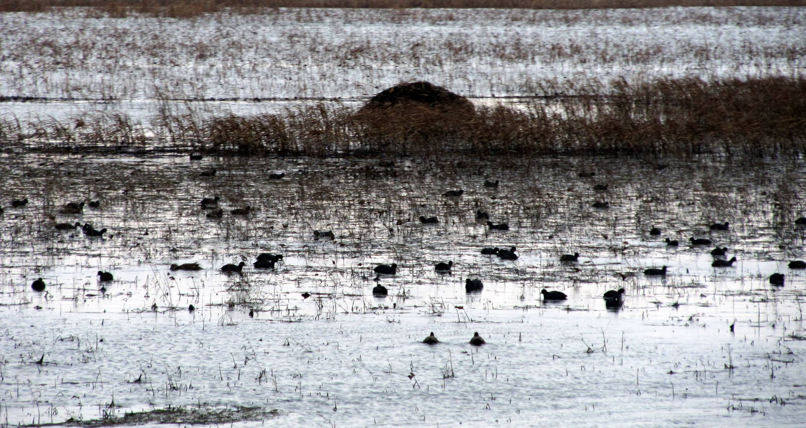 American Coots
