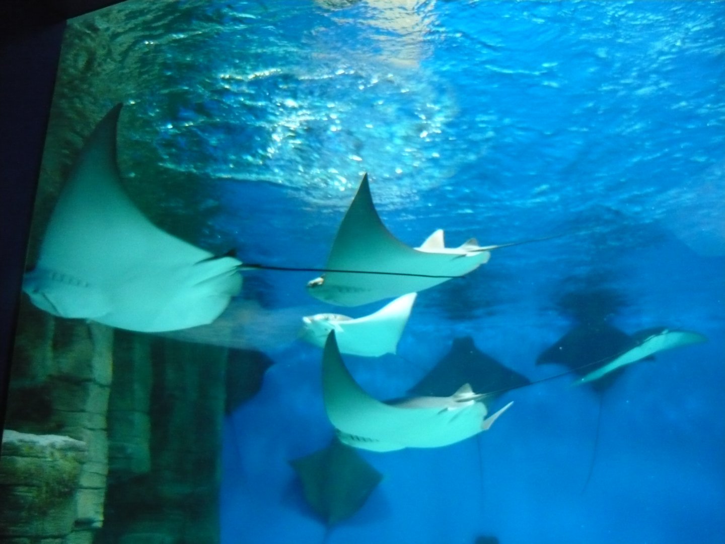 American cownose rays