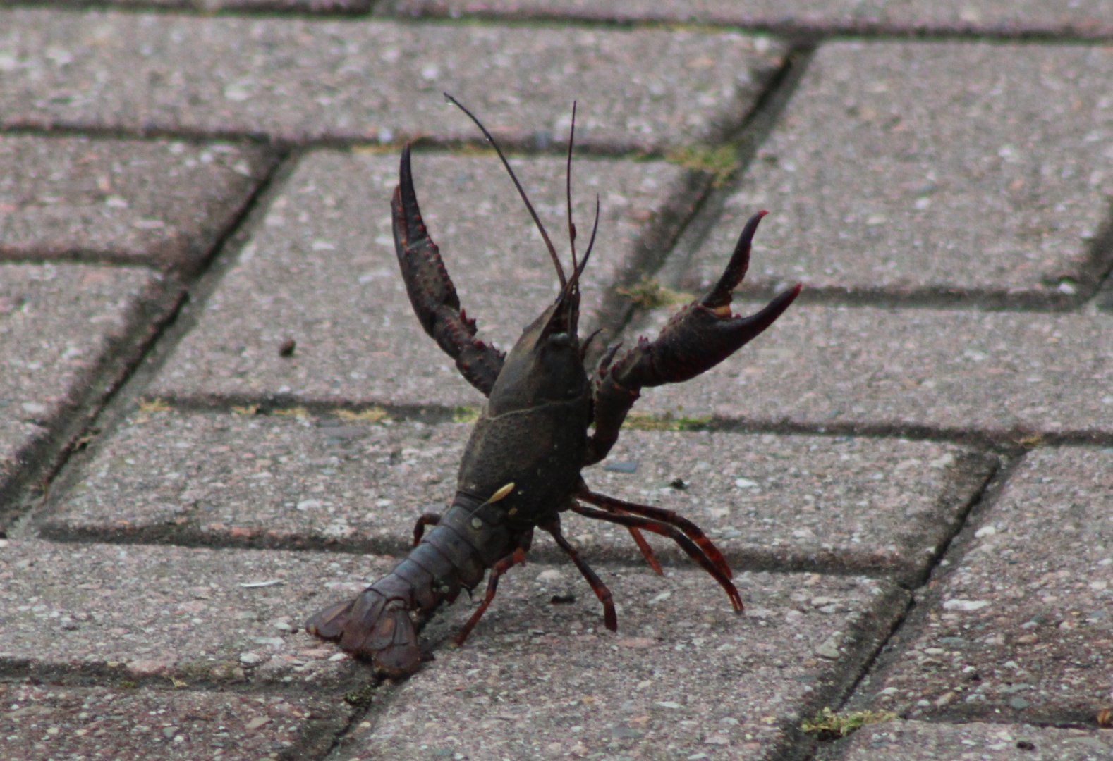 American crayfish