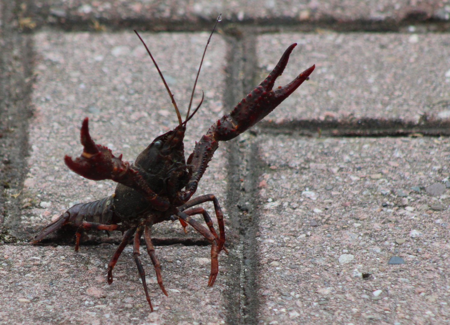 American crayfish