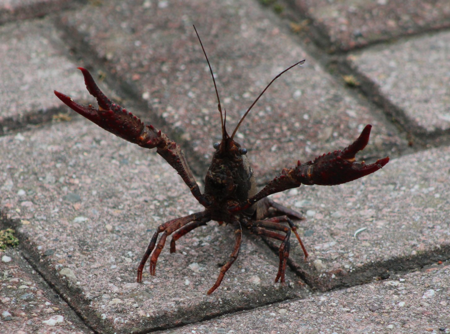 American crayfish