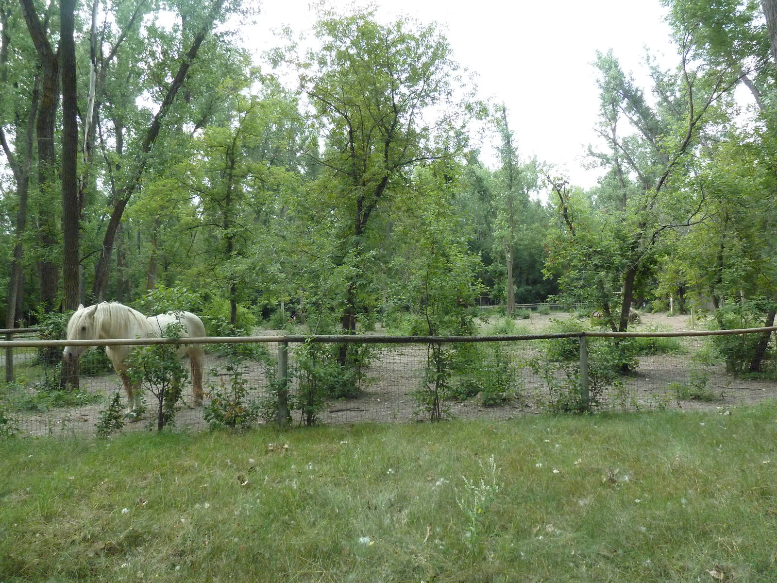 American Cream Draft Horse Exhibit