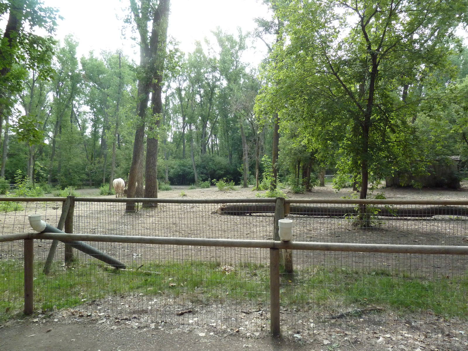 American Cream Draft Horse Exhibit