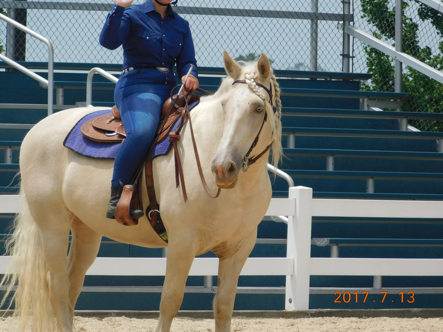 American Cream Draft Horse
