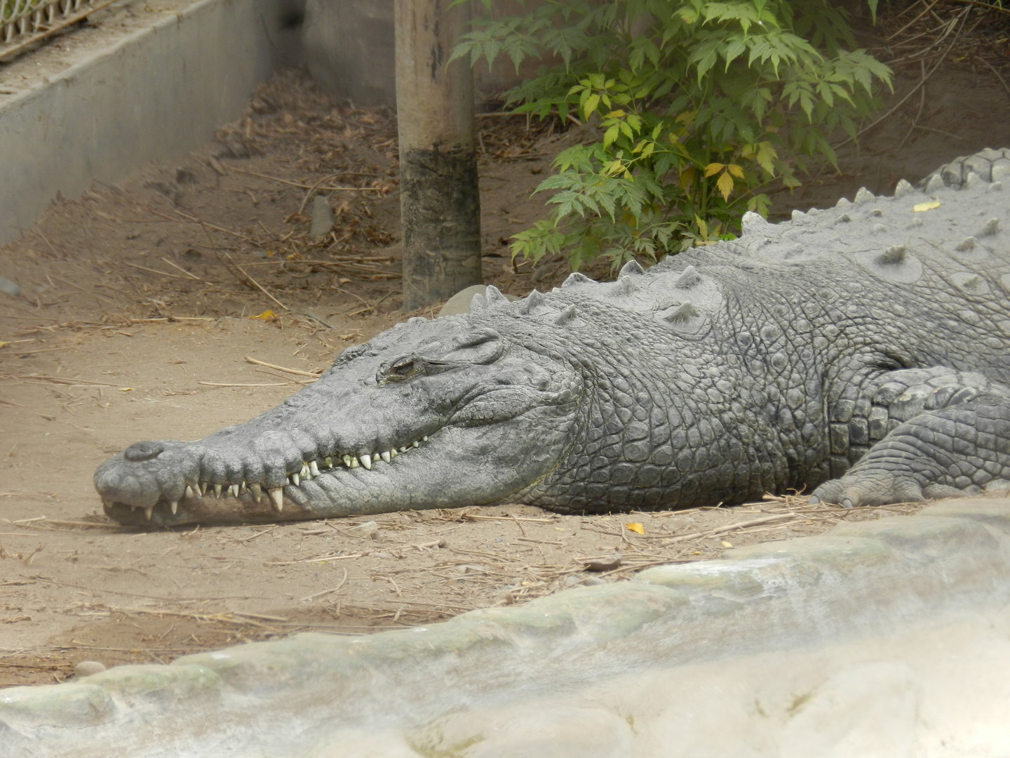 American croc - Parque de Las Leyendas