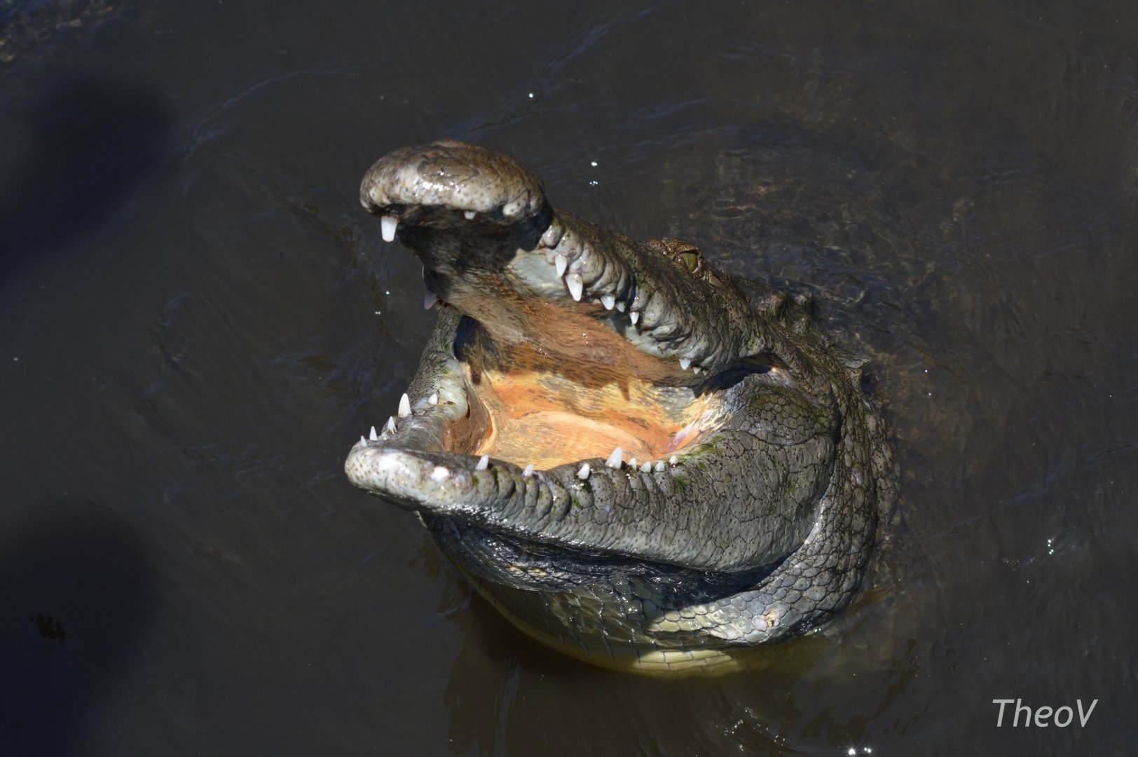 American crocodile [2017]