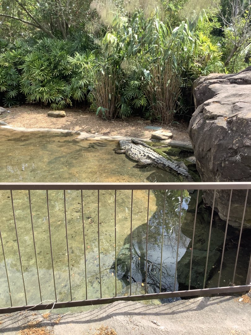 American Crocodile 3/18/24