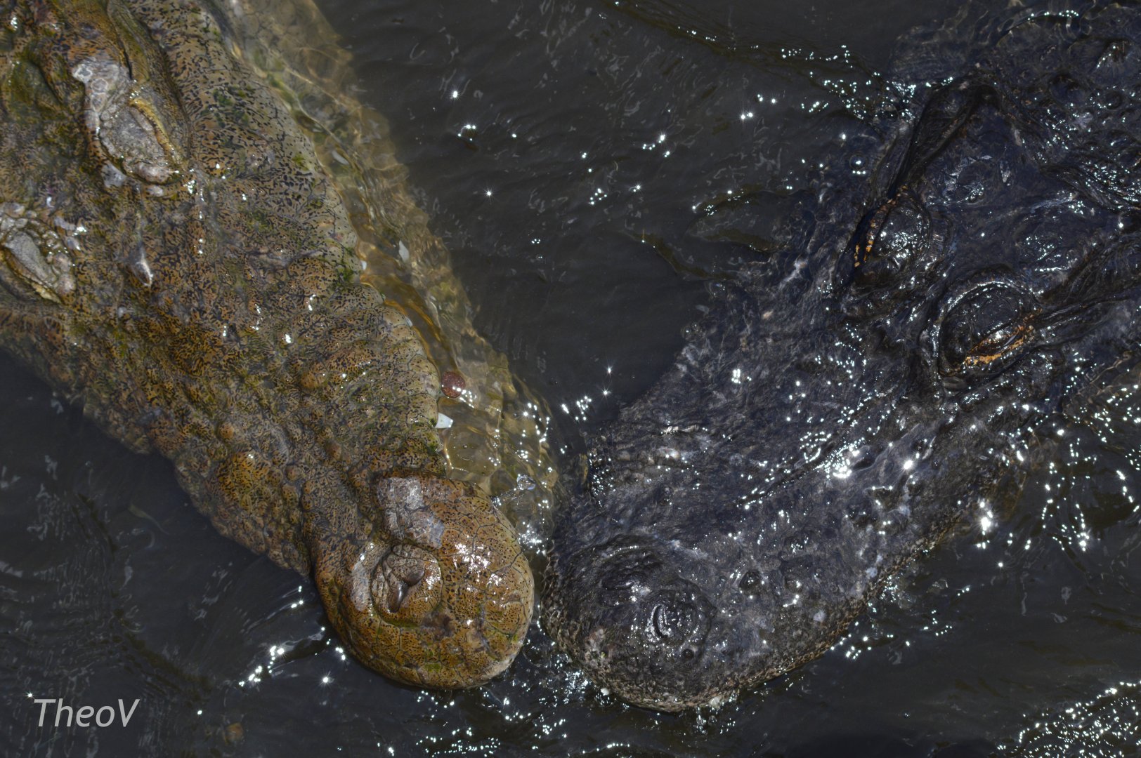 American crocodile and American alligator [2017]