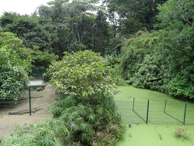 American crocodile (and turtle) enclosure