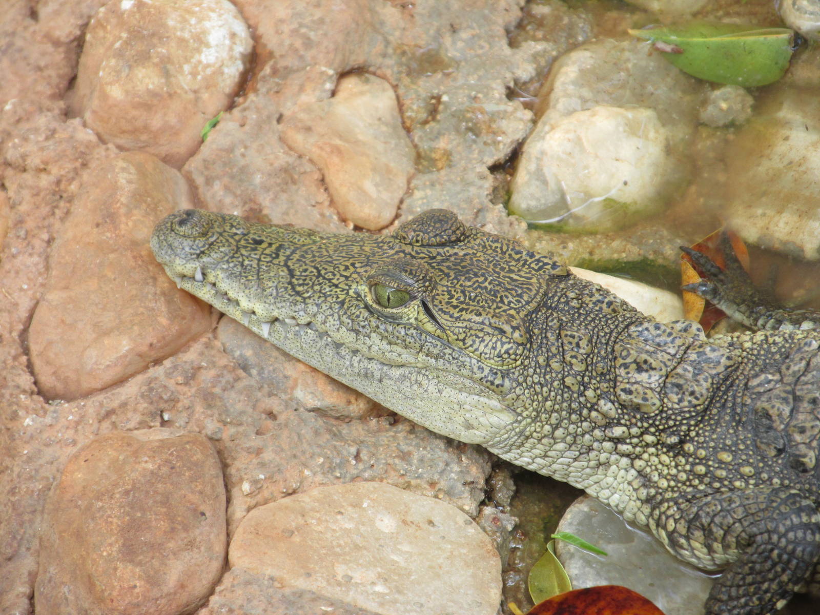 american crocodile animaya