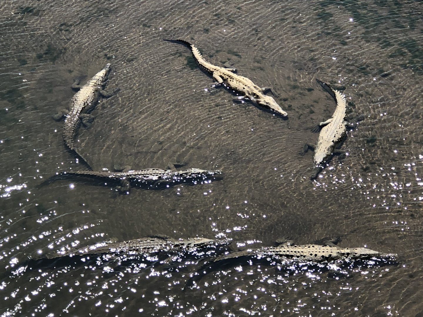 American Crocodile - Apr 2019