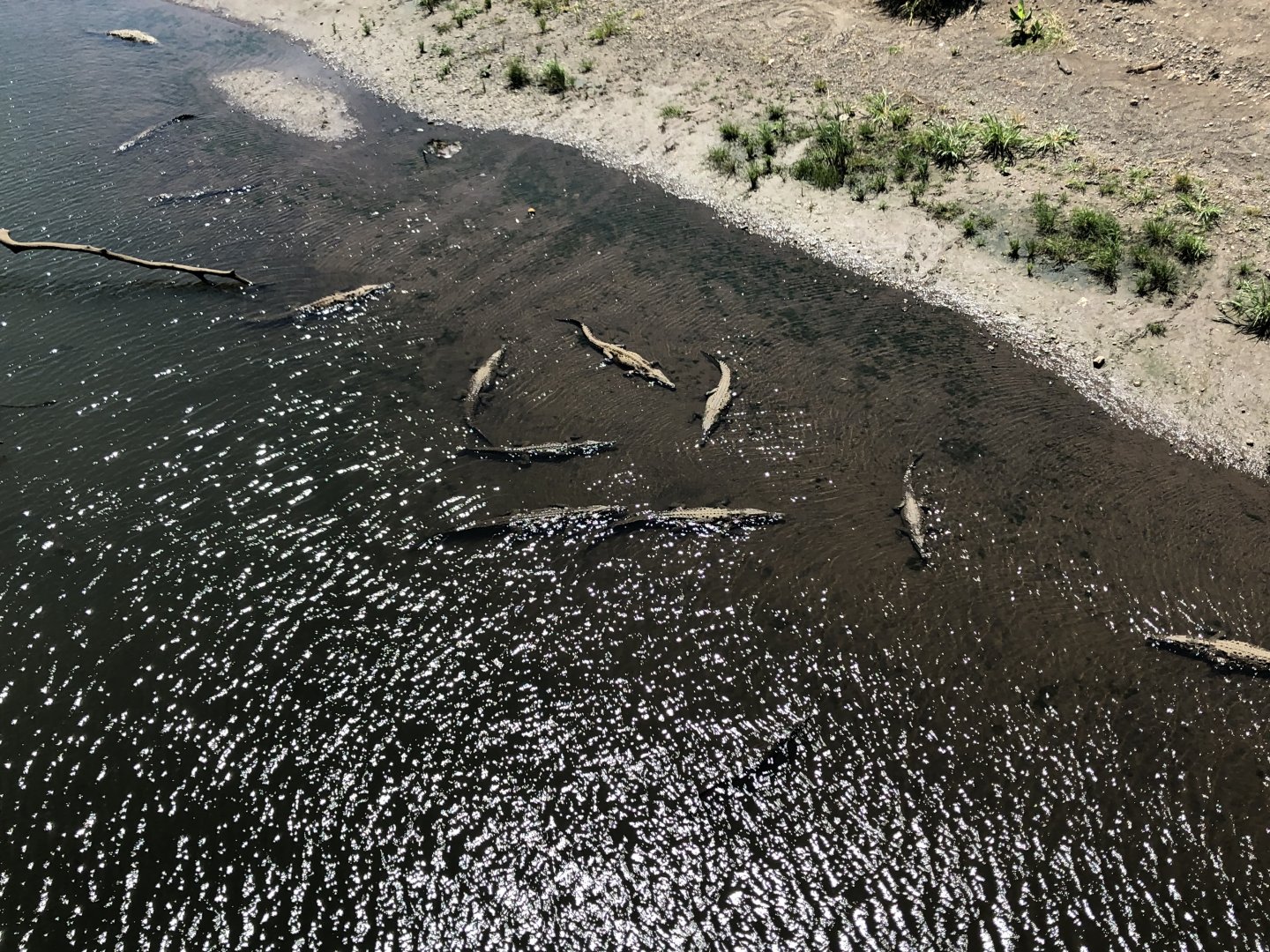 American Crocodile - Apr 2019