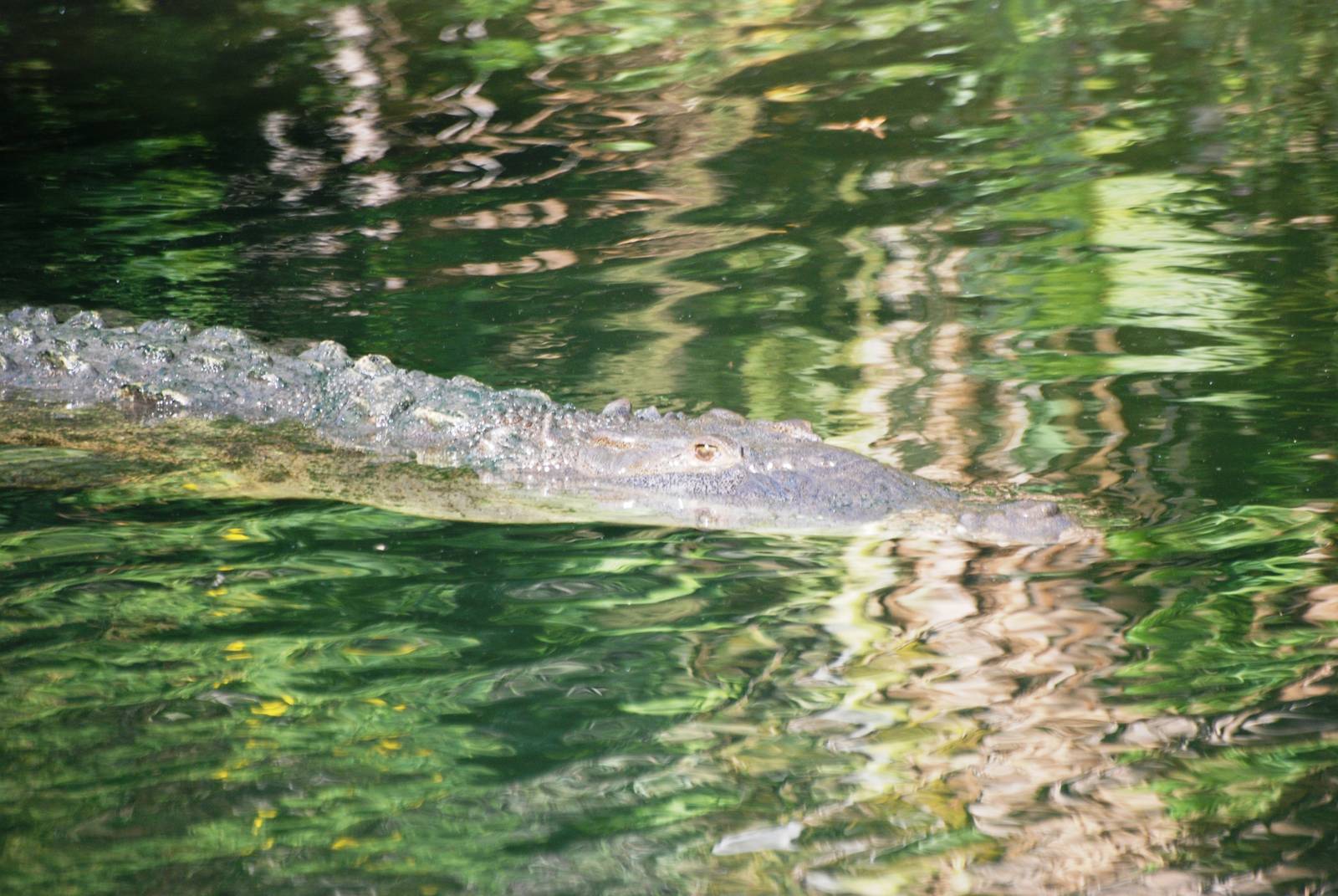 American Crocodile at Brevard, 14/10/13