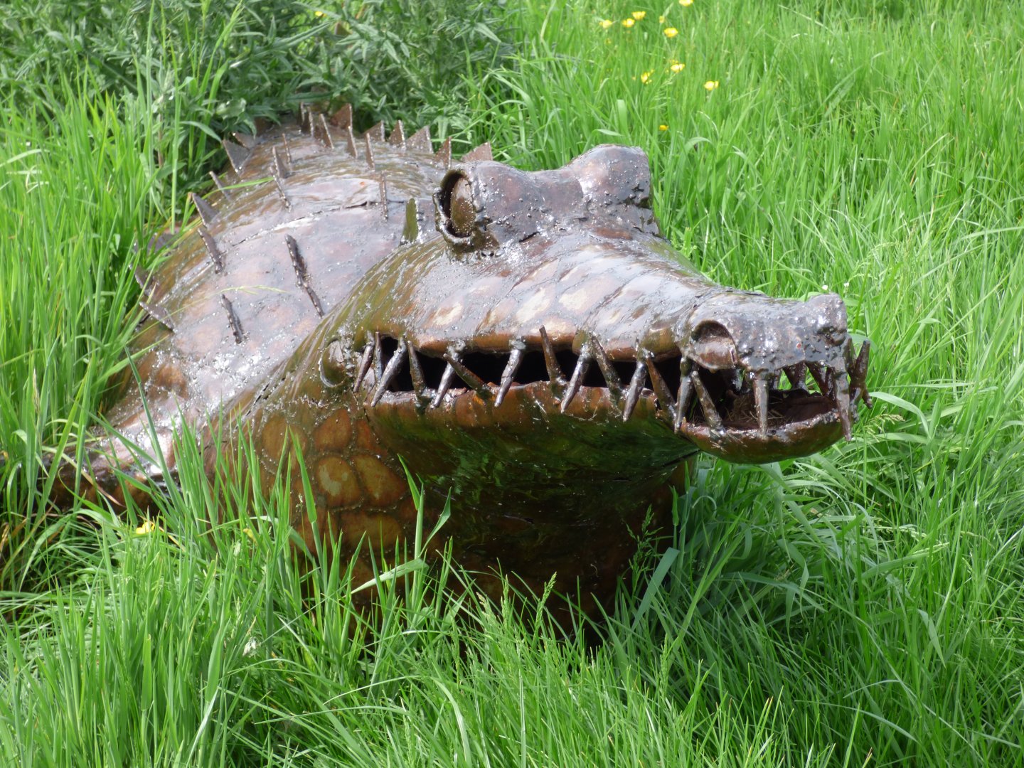 American Crocodile at British Iron Works Centre