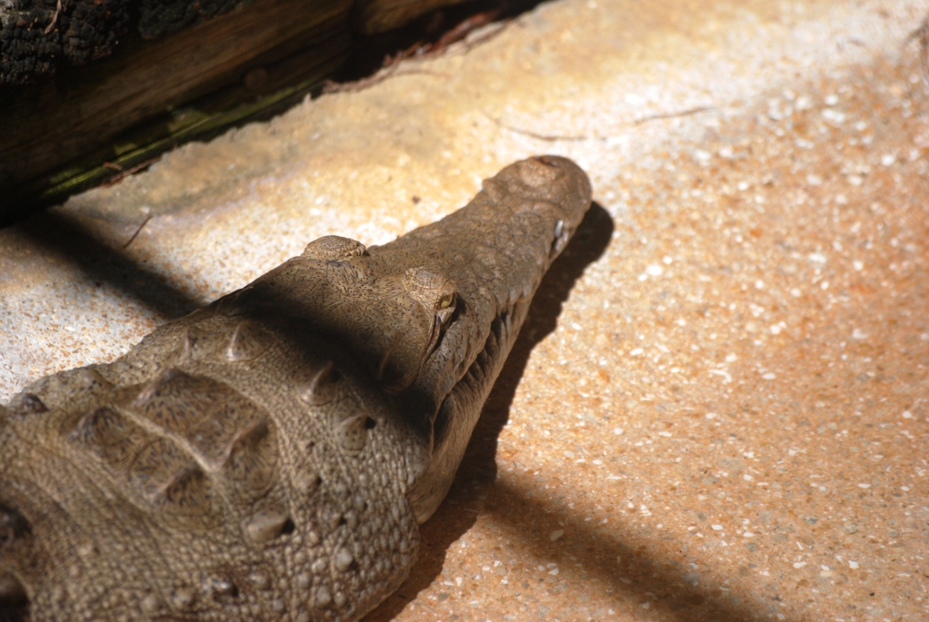 American Crocodile at Busch Wildlife Sanctuary, 14/10/13