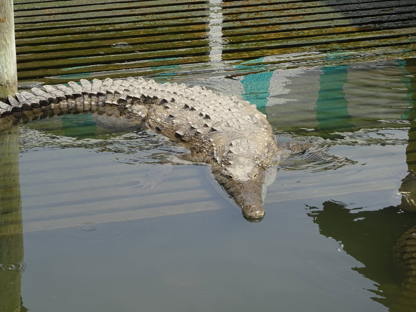 American Crocodile at Gatorland