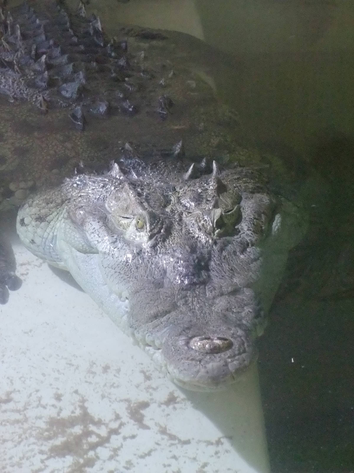 American Crocodile at Protivin Crocodile Zoo, 26/05/10