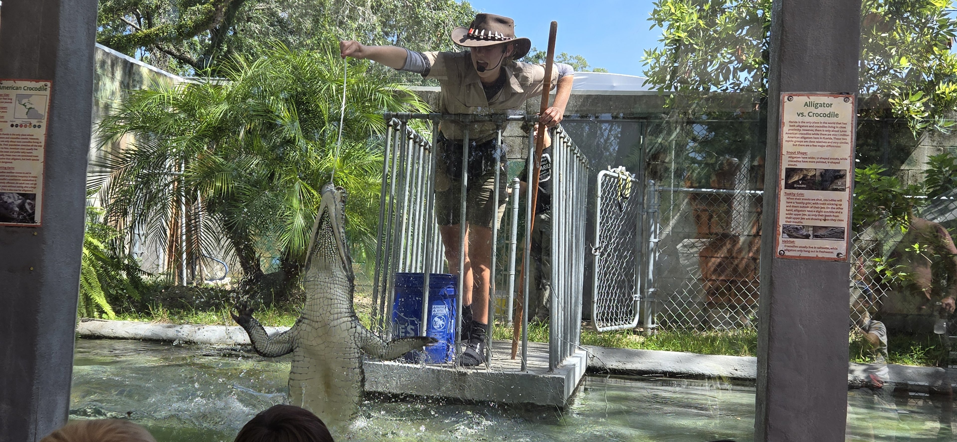American crocodile at reptile show