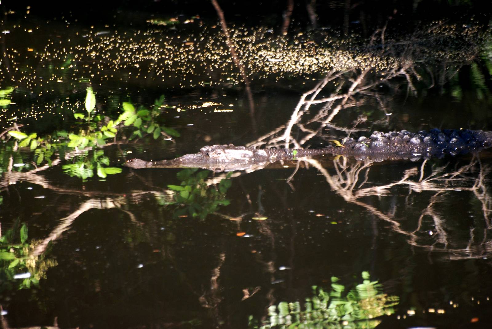 American Crocodile at St. Augustine, 11/10/13