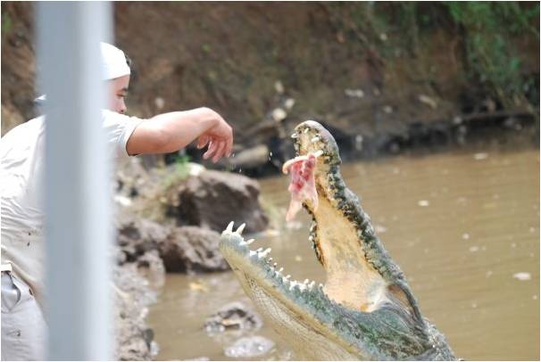 American crocodile being fed