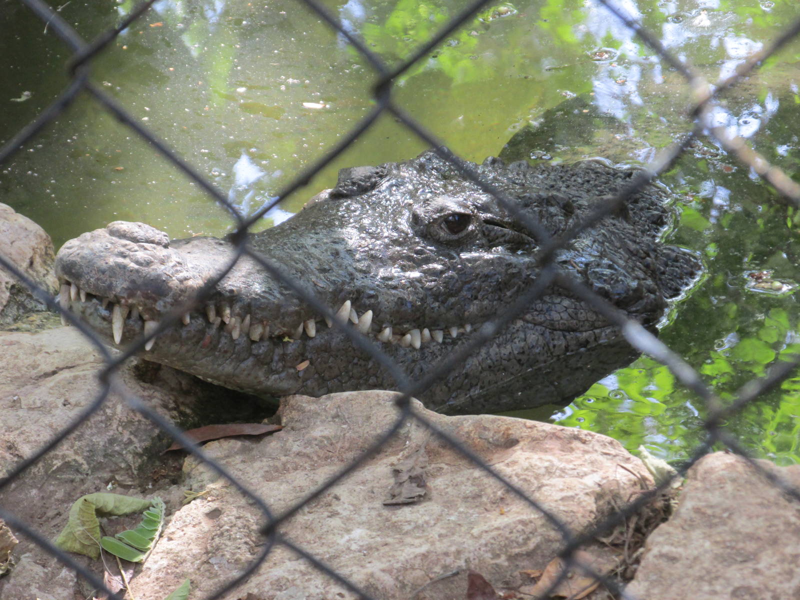 american crocodile centenario zoo
