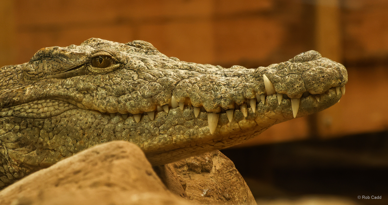 American crocodile : Crocodiles of the World : 07 Jun 2024