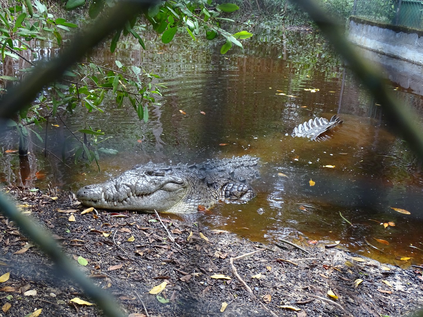 American crocodile (Crocodylus acutus) Jamaica Swamp Safari, Jamaica