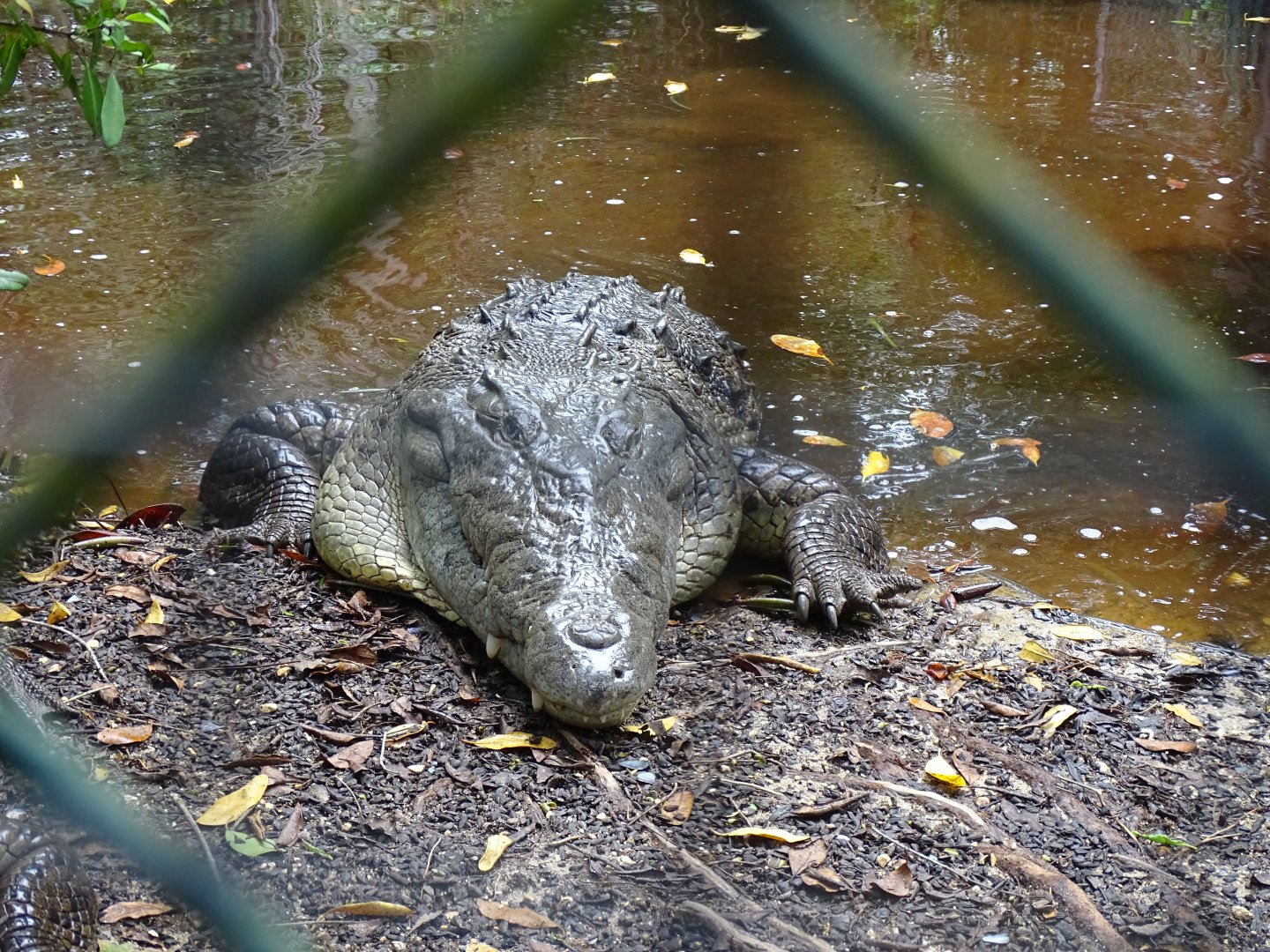 American crocodile (Crocodylus acutus) Jamaica Swamp Safari, Jamaica
