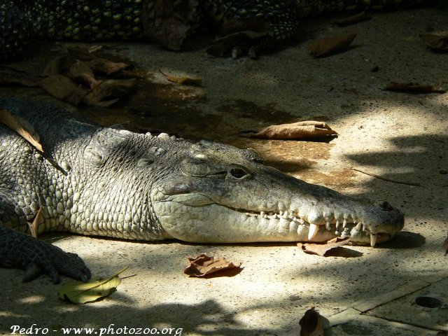 American crocodile (Crocodylus acutus)