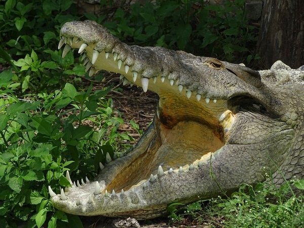 American crocodile (Crocodylus acutus)