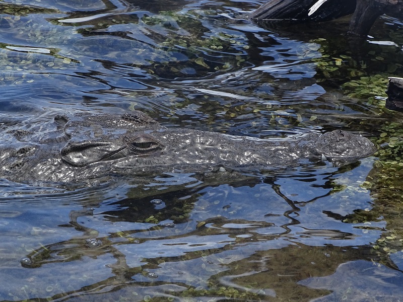 American crocodile (Crocodylus acutus)