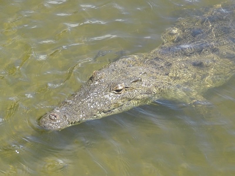 American crocodile (Crocodylus acutus)