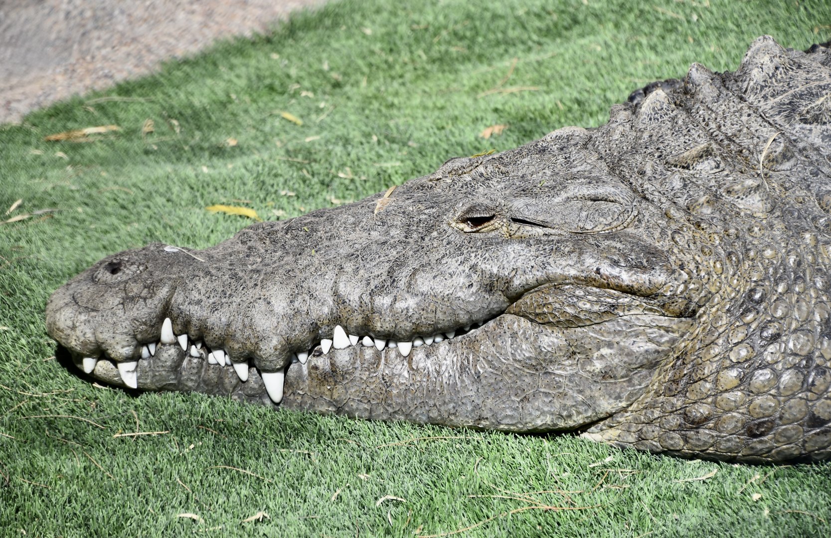 American Crocodile (Crocodylus acutus)