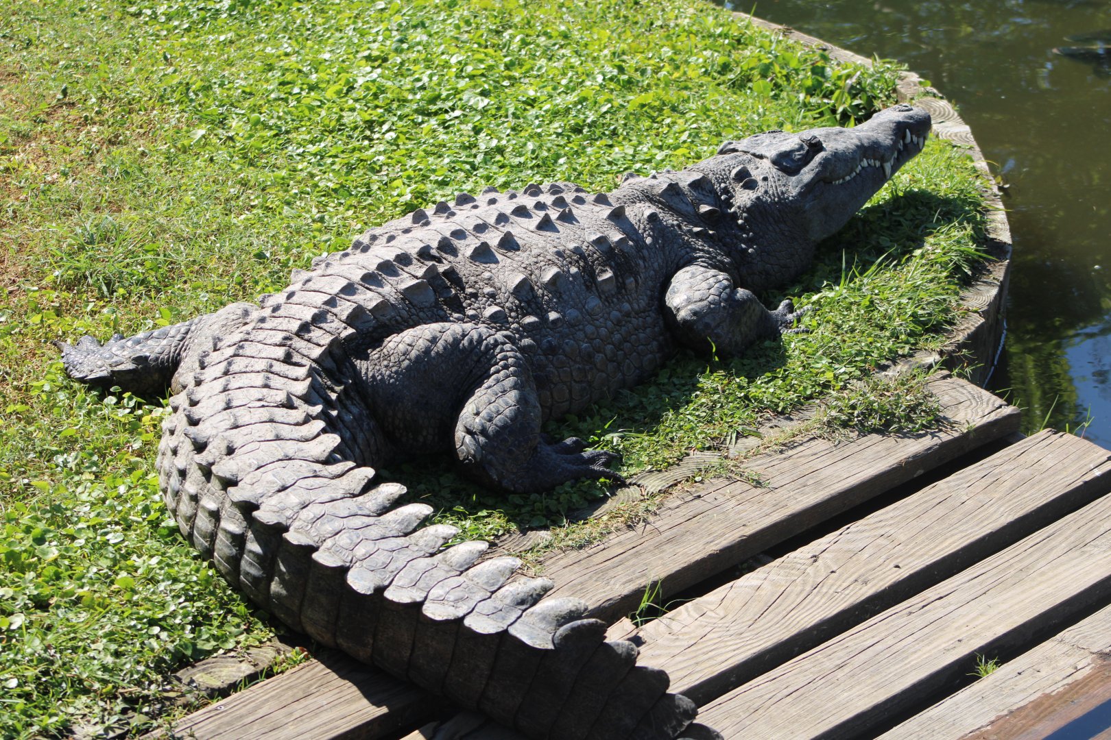 American Crocodile? (Crocodylus sp.)
