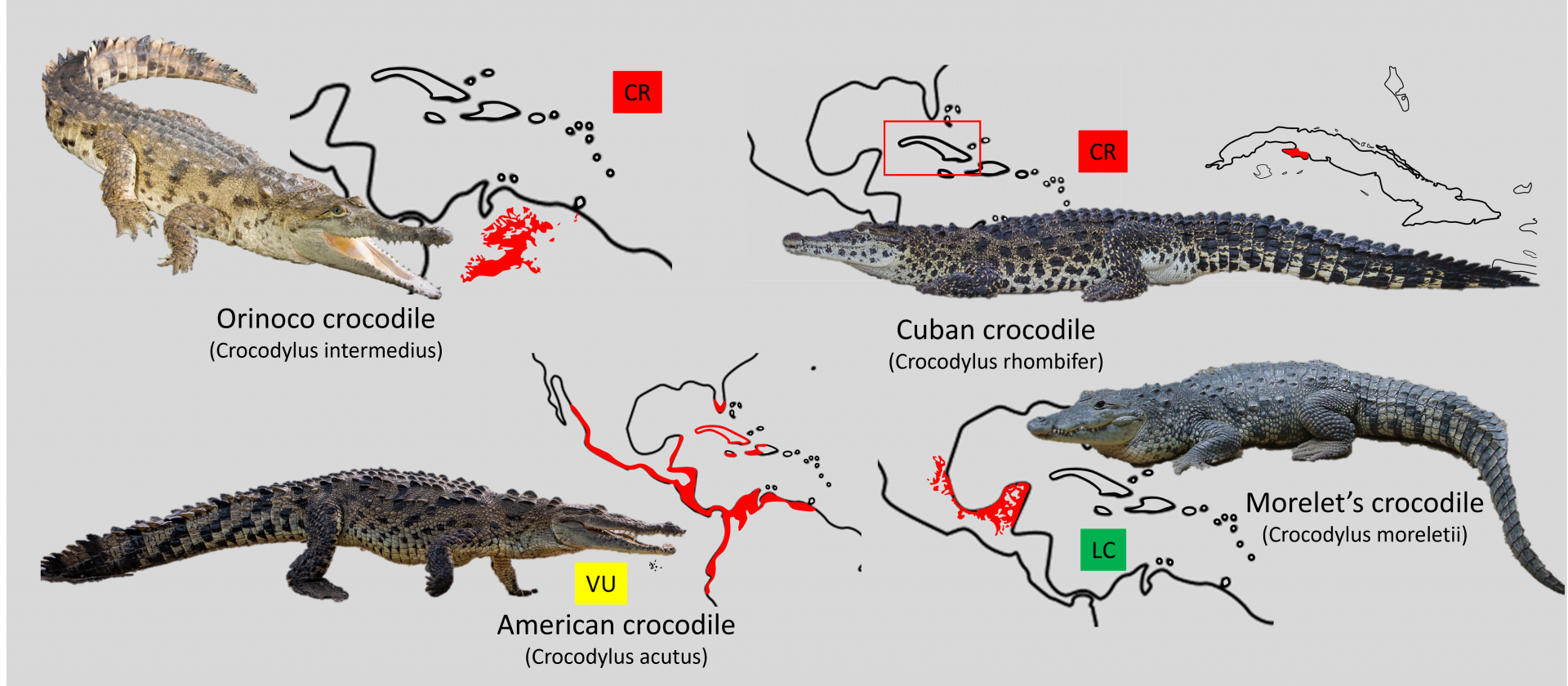 American crocodile distribution maps