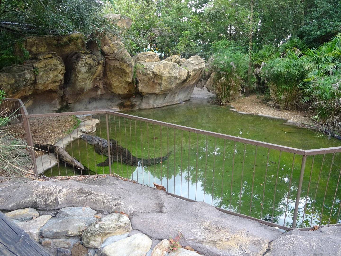 American Crocodile Enclosure at Disney's Animal Kingdom (2014)
