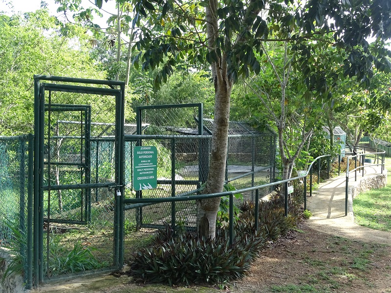 American crocodile enclosure